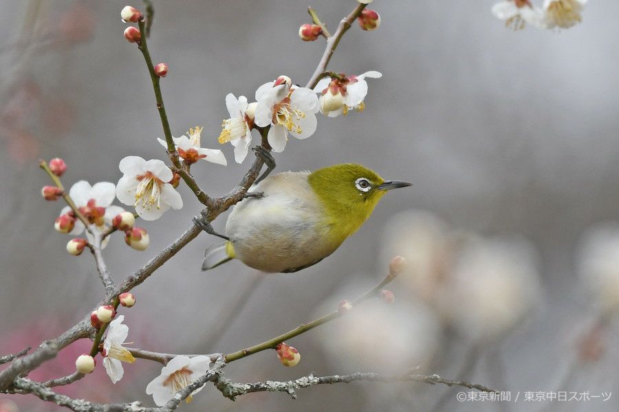 フォトサービス 探鳥 2019年3月7日 メジロ(目白) 梅の蜜を求めて